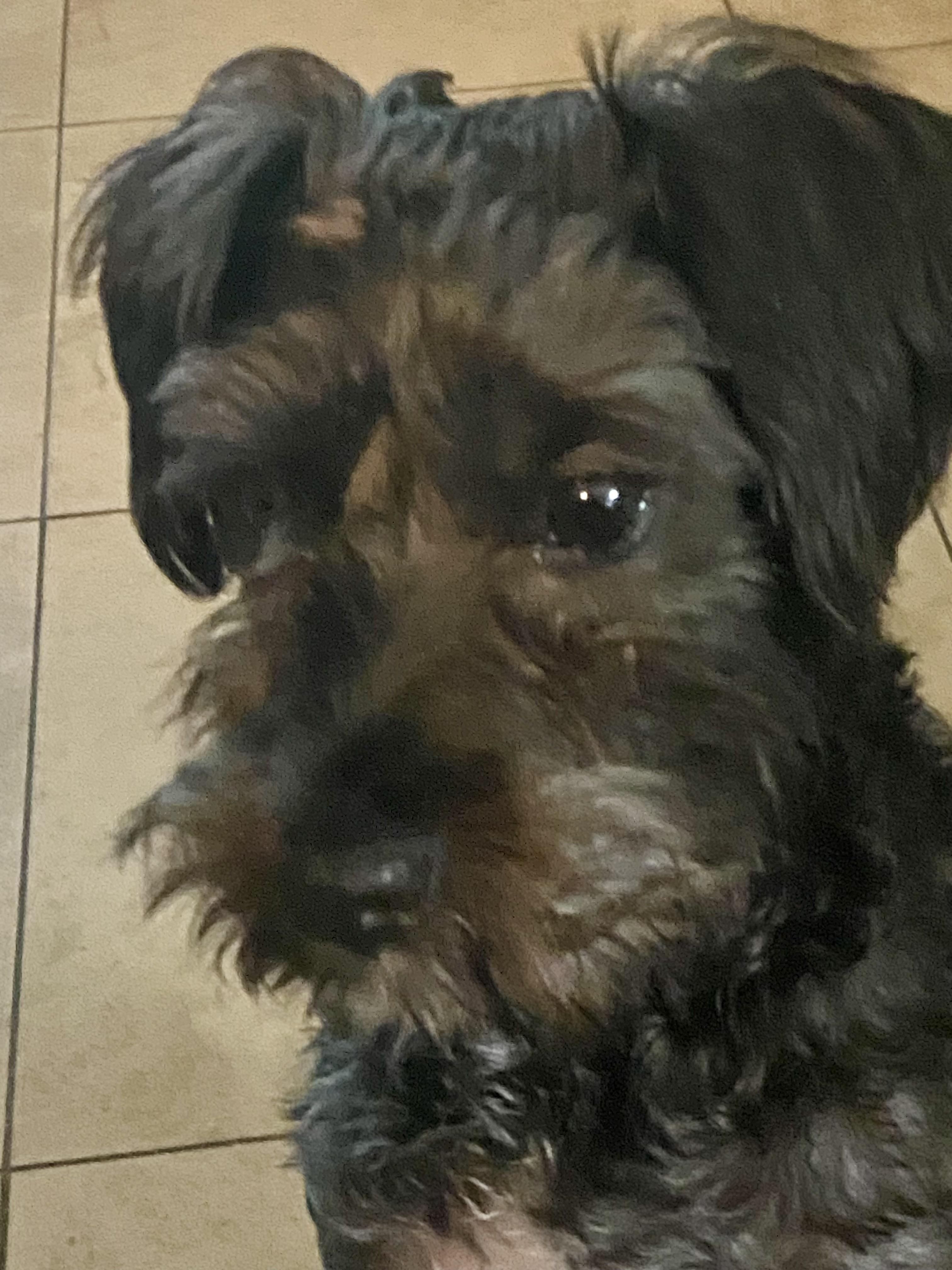 Enlarge Tilly, a ADOPTABLE mixed breed in Bradenton, FL image 2/4