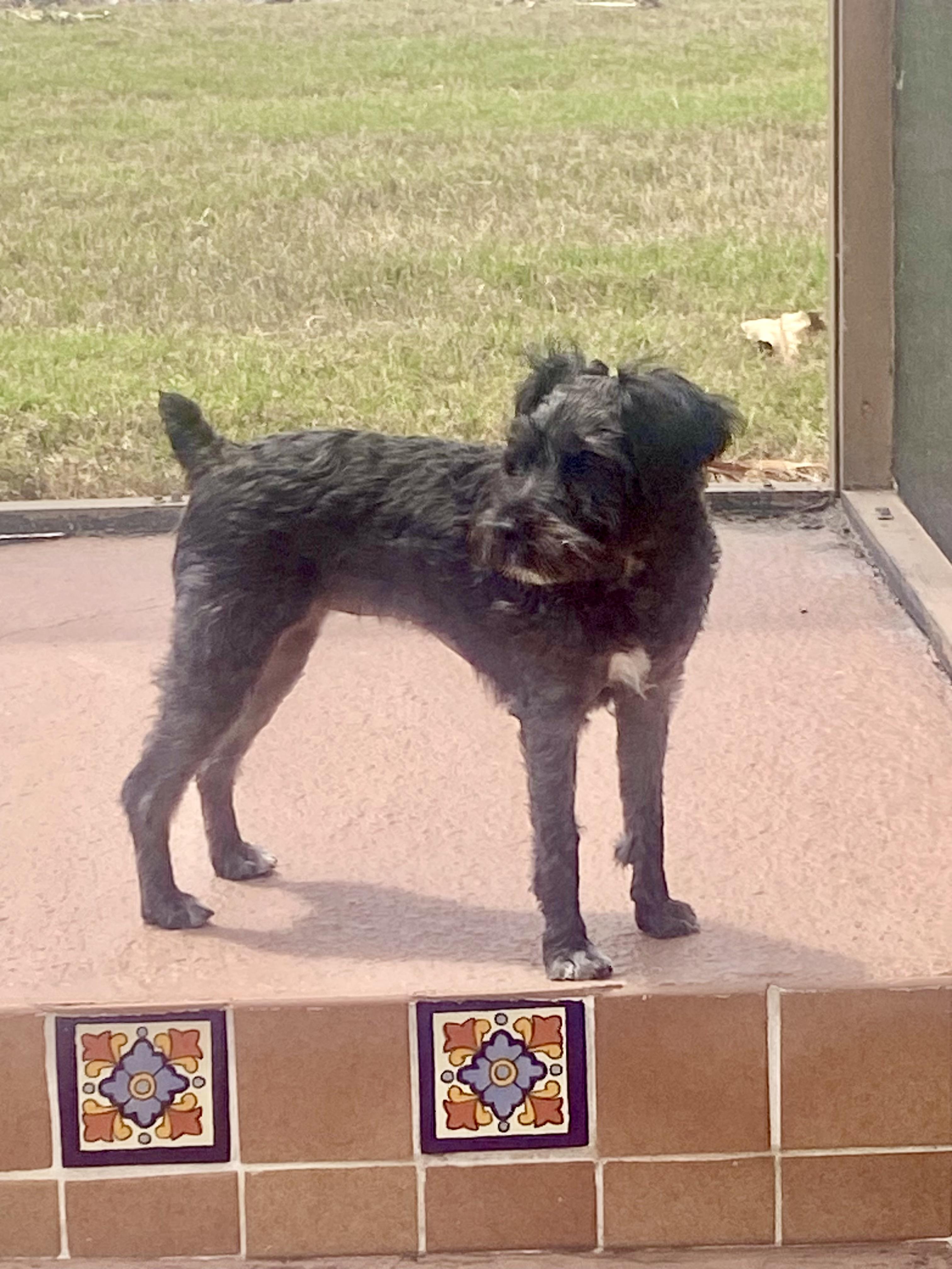 Enlarge Tilly, a ADOPTABLE mixed breed in Bradenton, FL image 4/4