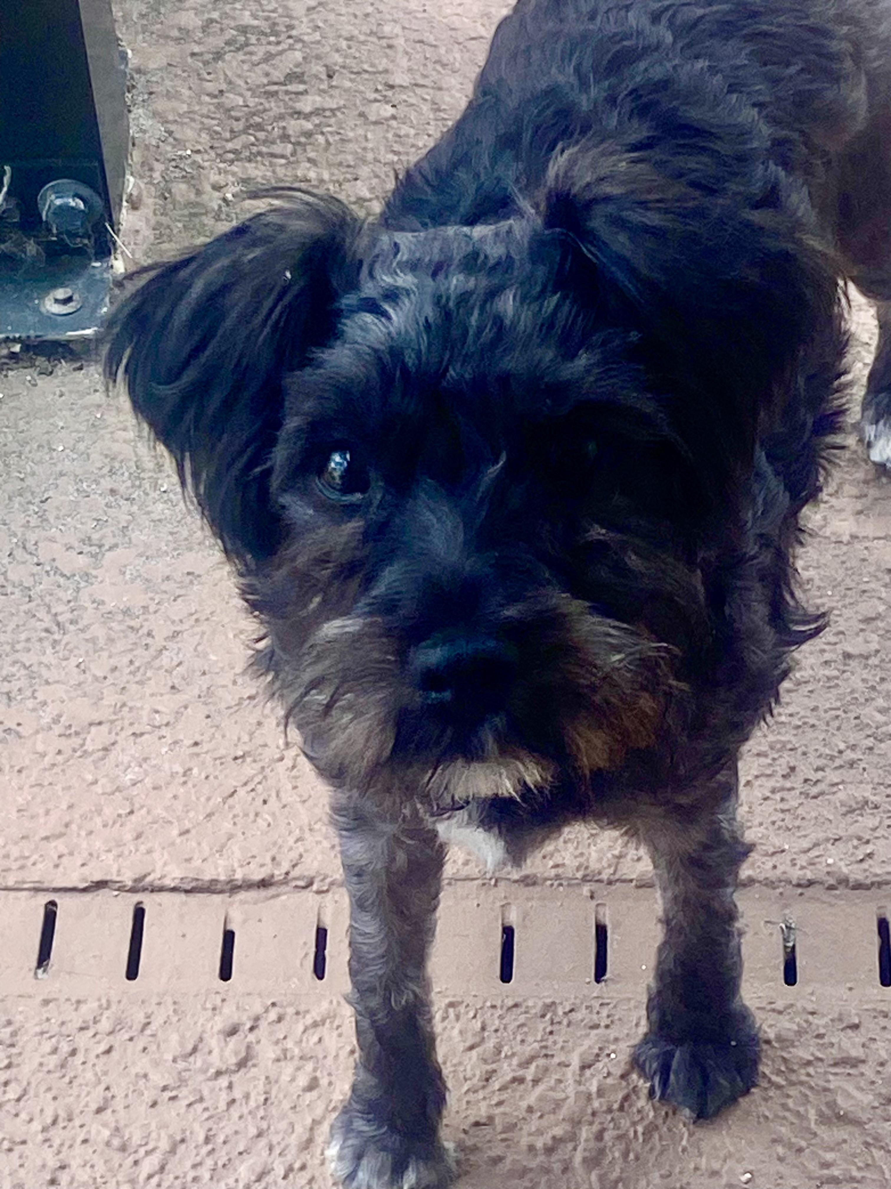 Enlarge Tilly, a ADOPTABLE mixed breed in Bradenton, FL image 3/4