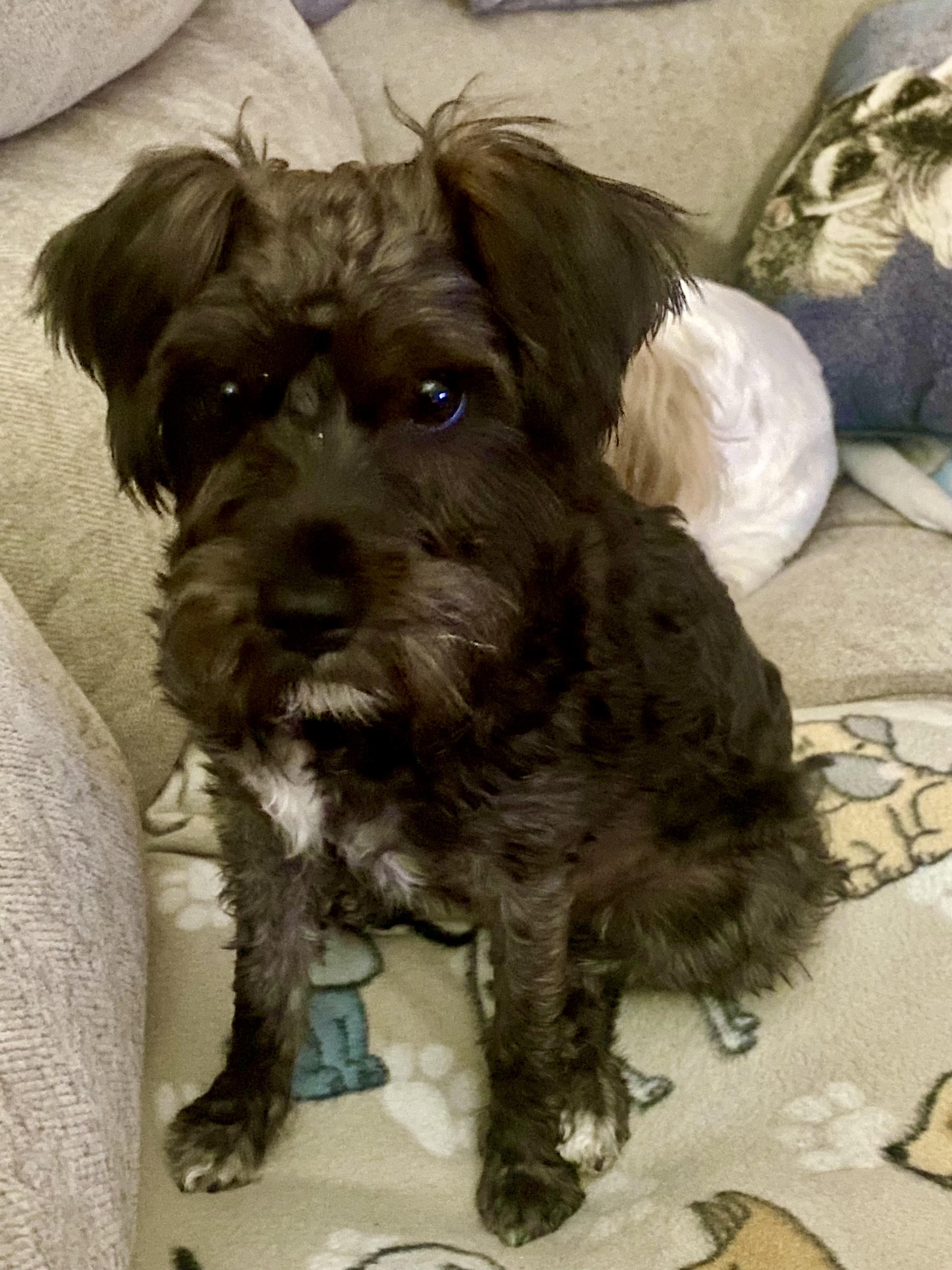 Enlarge Tilly, a ADOPTABLE mixed breed in Bradenton, FL image 1/4
