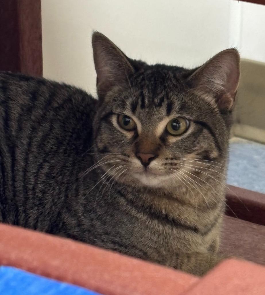 Boba, Adoptable, Young Male Domestic Short Hair.