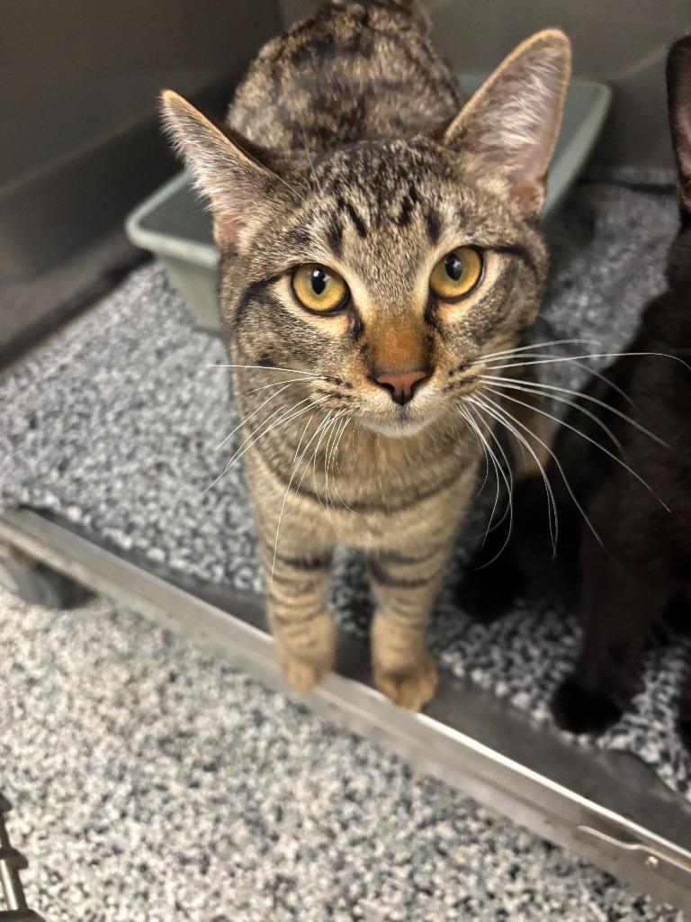 Boba, a Adoptable mixed breed in Little Elm, TX image 2/2