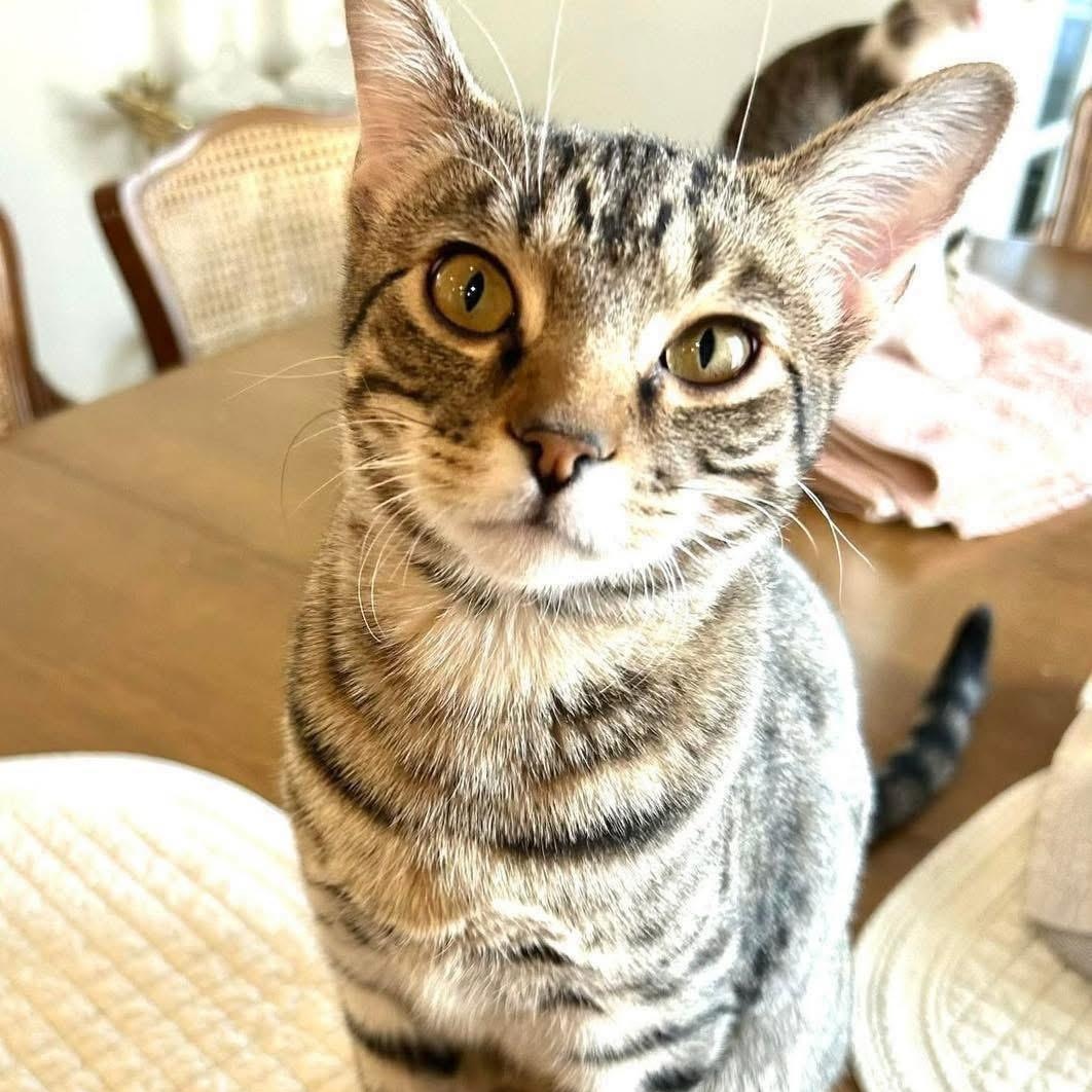 Enlarge Cap’n Crunch, an adopted mixed breed in Lubbock, TX image 1/1
