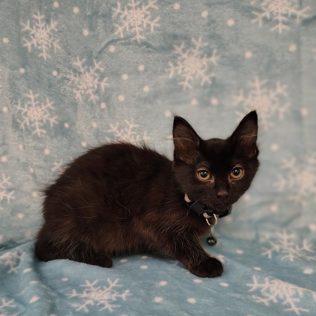 Noodles, Adoptable, Kitten Female Domestic Medium Hair.