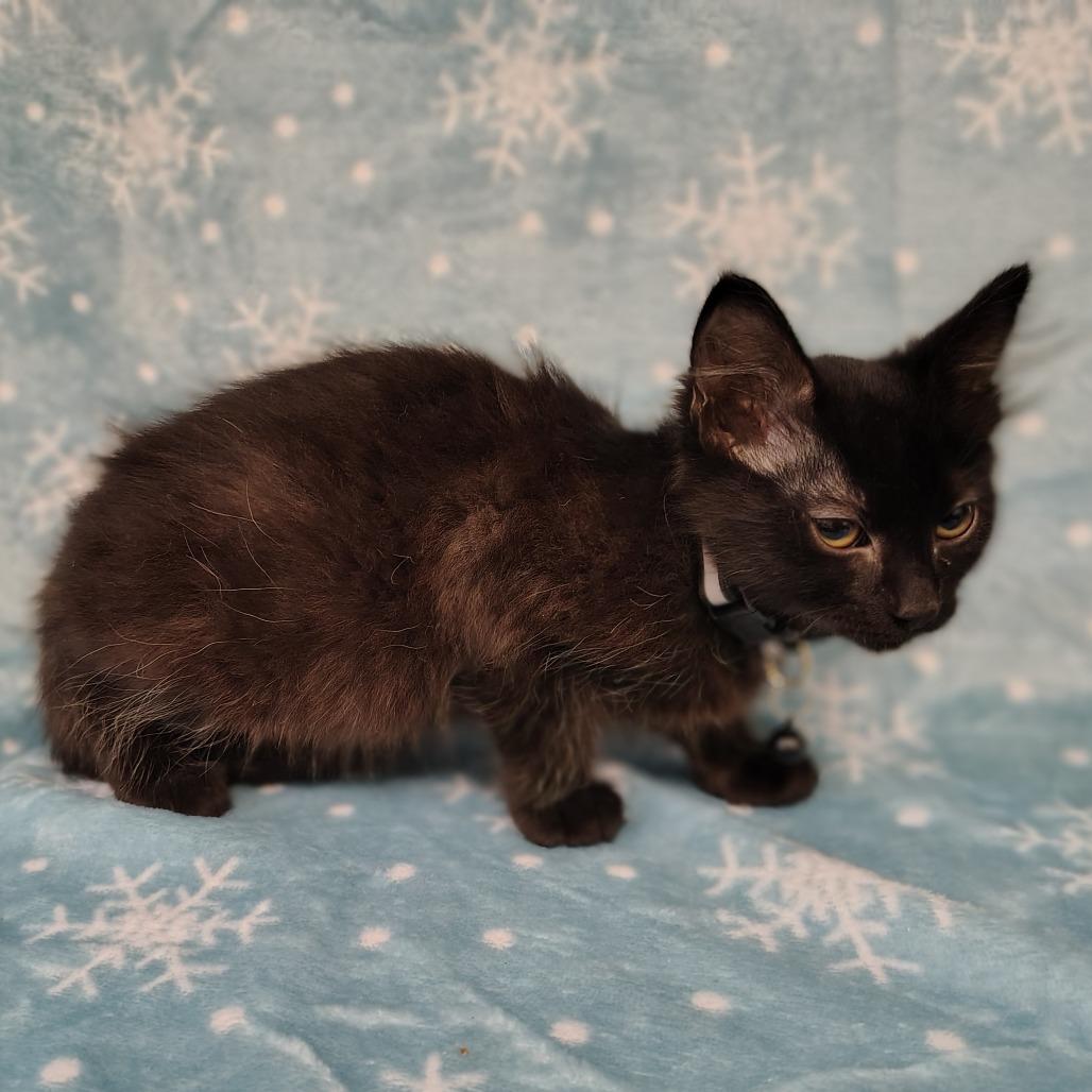 Enlarge Noodles, a Adoptable Domestic Medium Hair in Coos Bay, OR image 2/3