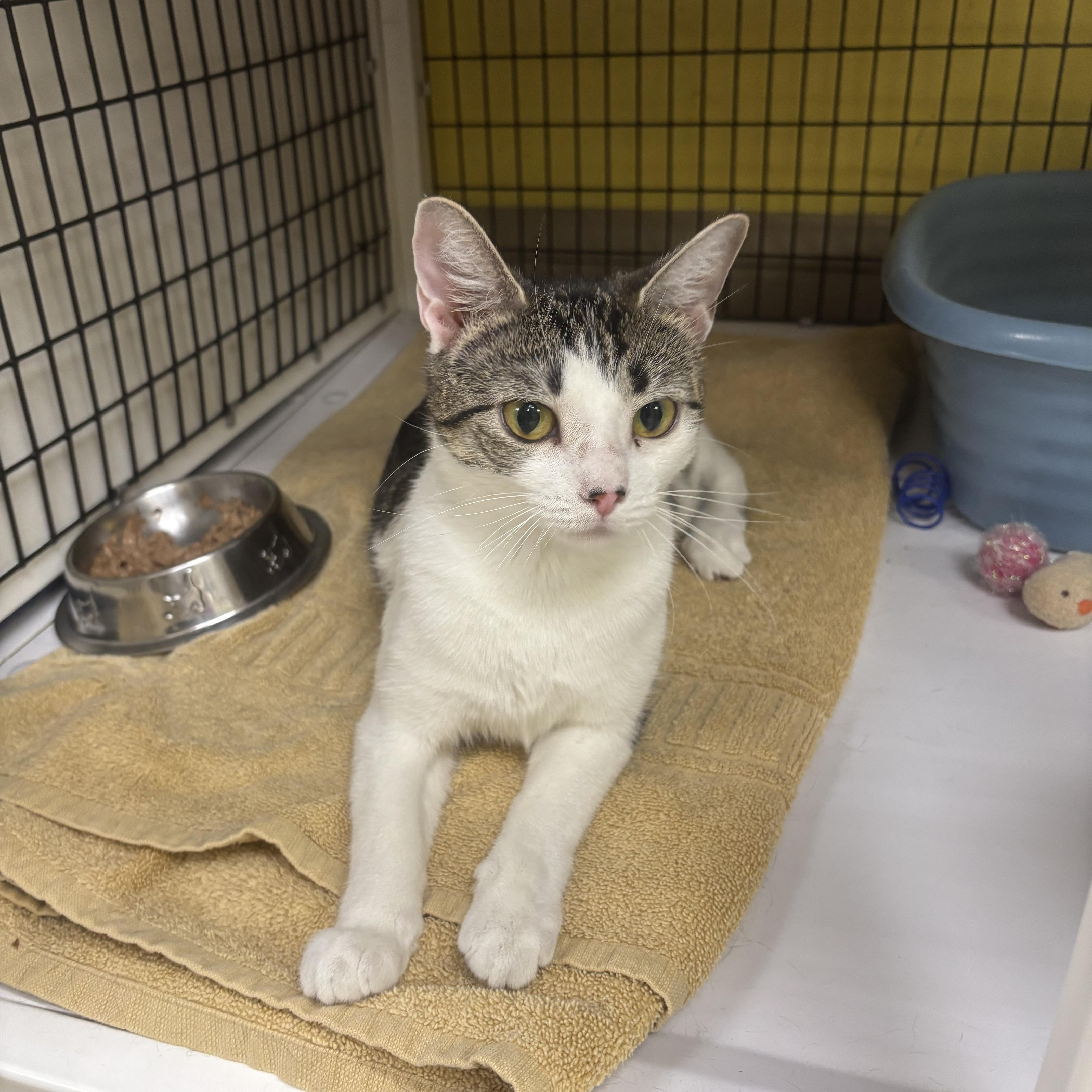 Pam, Adopted, Adult Female Domestic Short Hair.