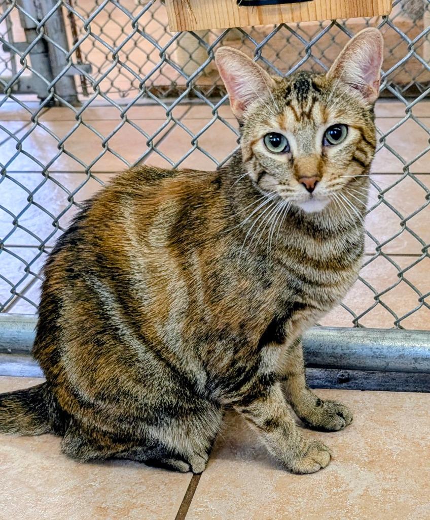 Veka, a Adoptable mixed breed in Peoria, AZ image 2/4