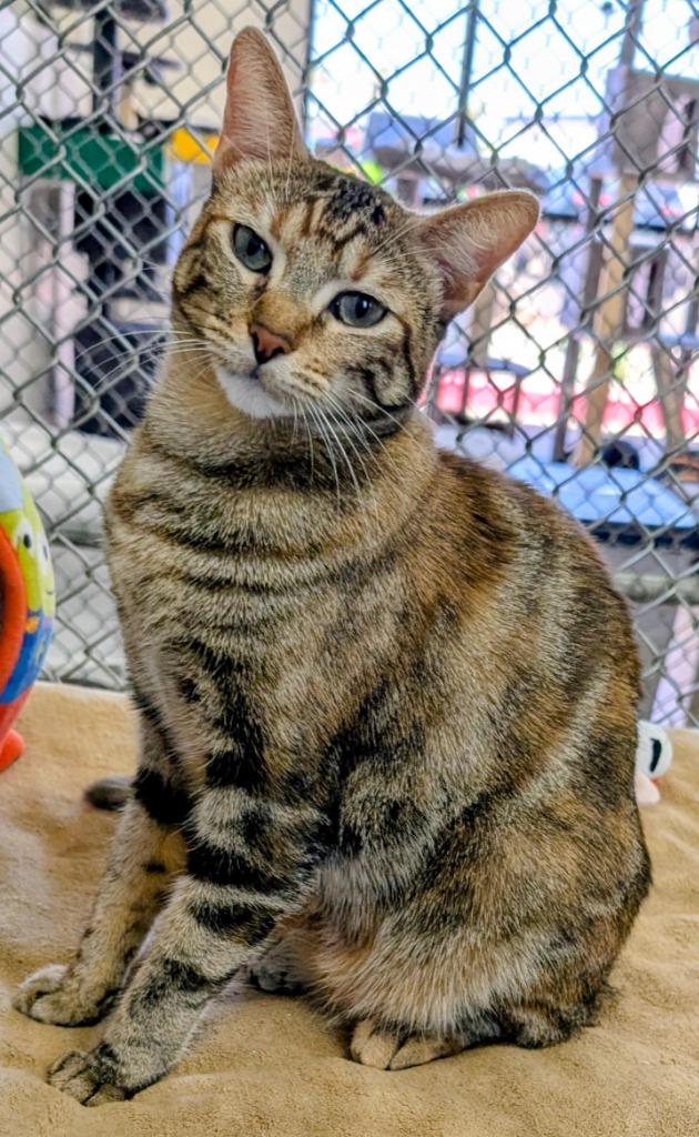 Enlarge Veka, a Adoptable mixed breed in Peoria, AZ image 2/3