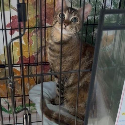 Enlarge Veka, a Adoptable mixed breed in Peoria, AZ image 3/3