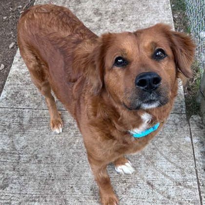 Enlarge Astrid, a ADOPTABLE mixed breed in The Colony, TX image 2/3