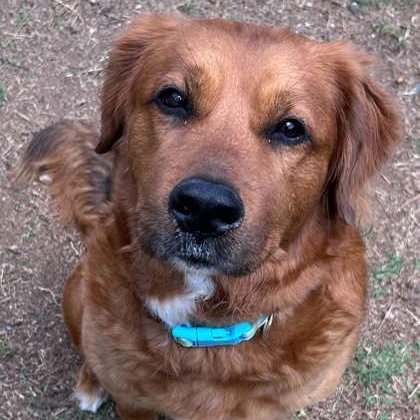Astrid, ADOPTABLE, Adult Female Golden Retriever & Shepherd.