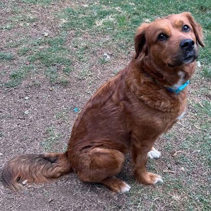 Enlarge Astrid, a ADOPTABLE mixed breed in The Colony, TX image 3/3