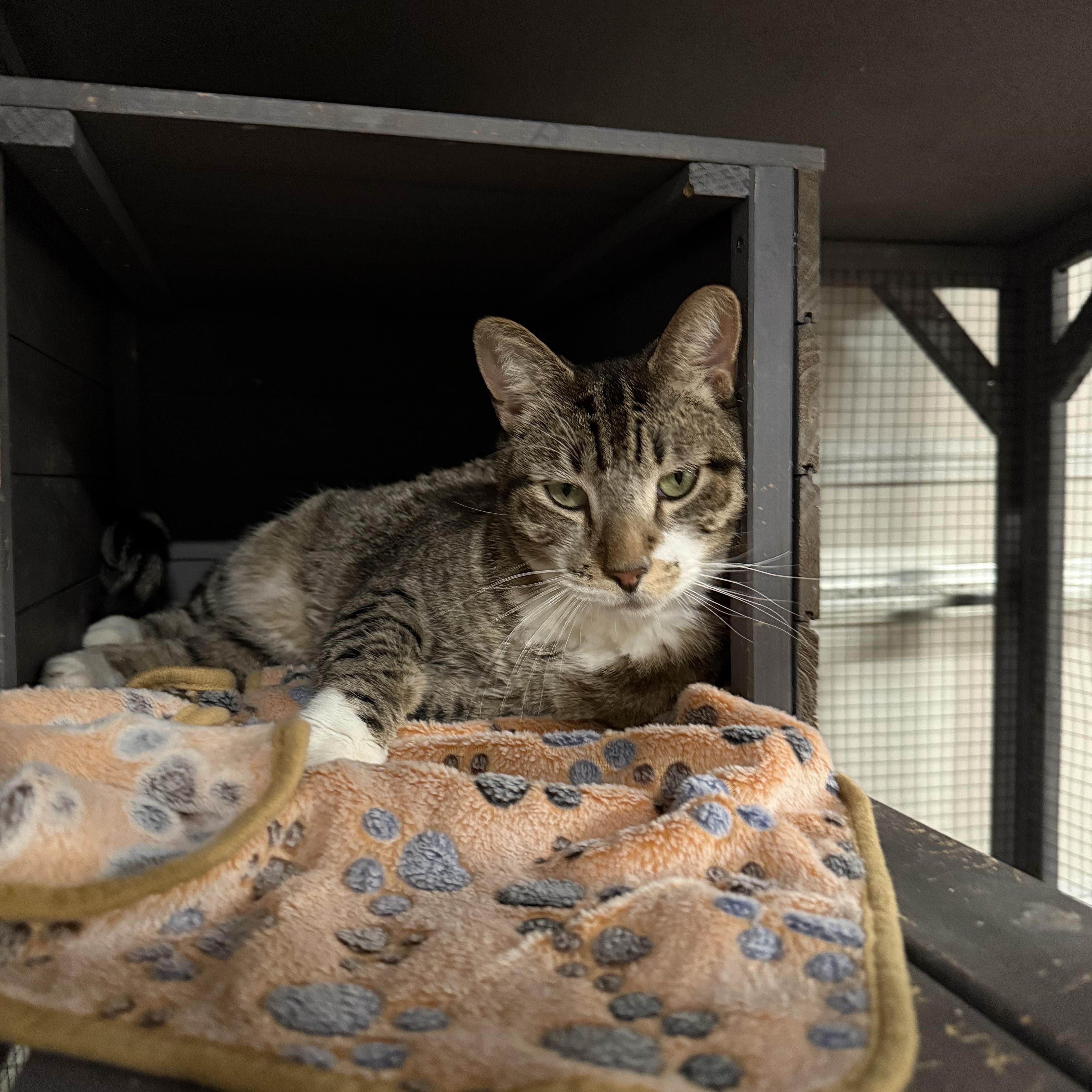 DANNIE, ADOPTABLE, Adult Male Domestic Short Hair.