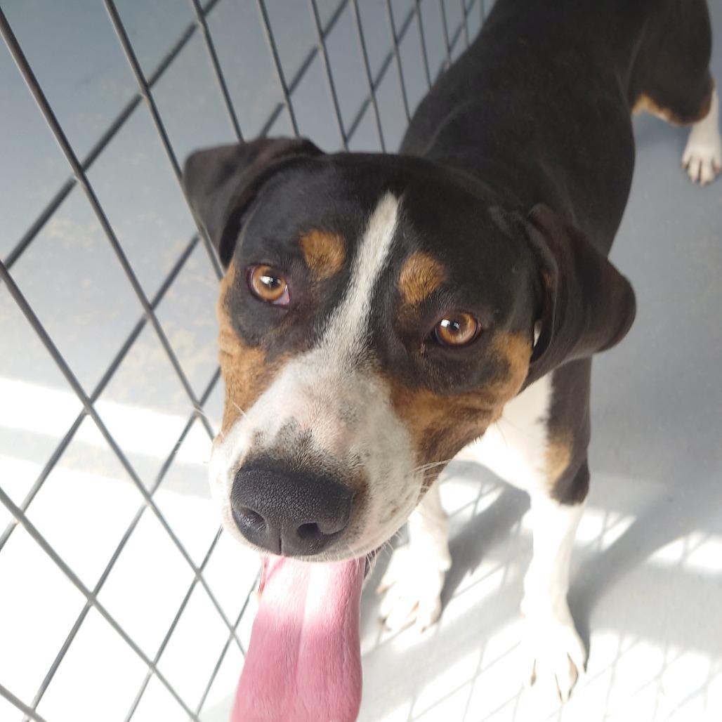 Brisket, Adoptable, Adult Male Mixed Breed.