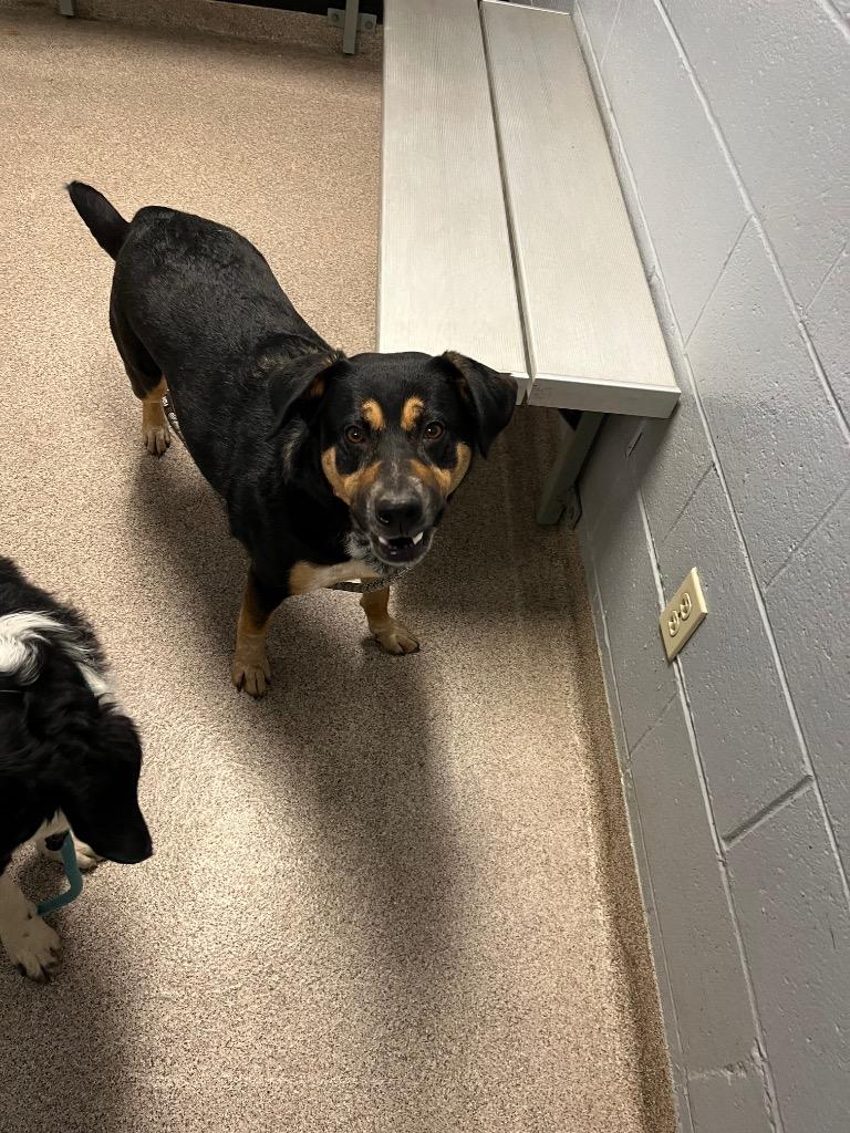 Kimber, Adoptable, Young Female Australian Cattle Dog / Blue Heeler & Shepherd.