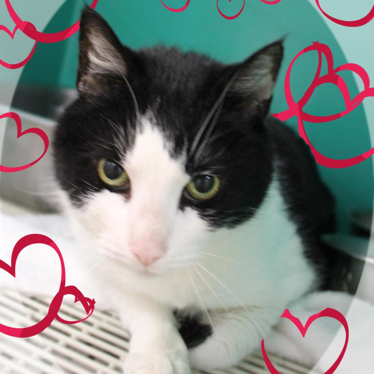Tuxie, ADOPTABLE, Adult Male Tuxedo.