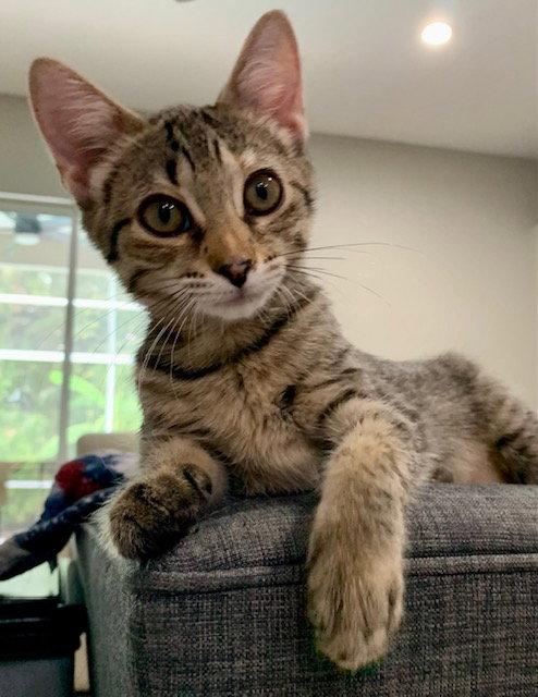 Iris (1167), a Adoptable Tabby in Wesley Chapel, FL image 1/2