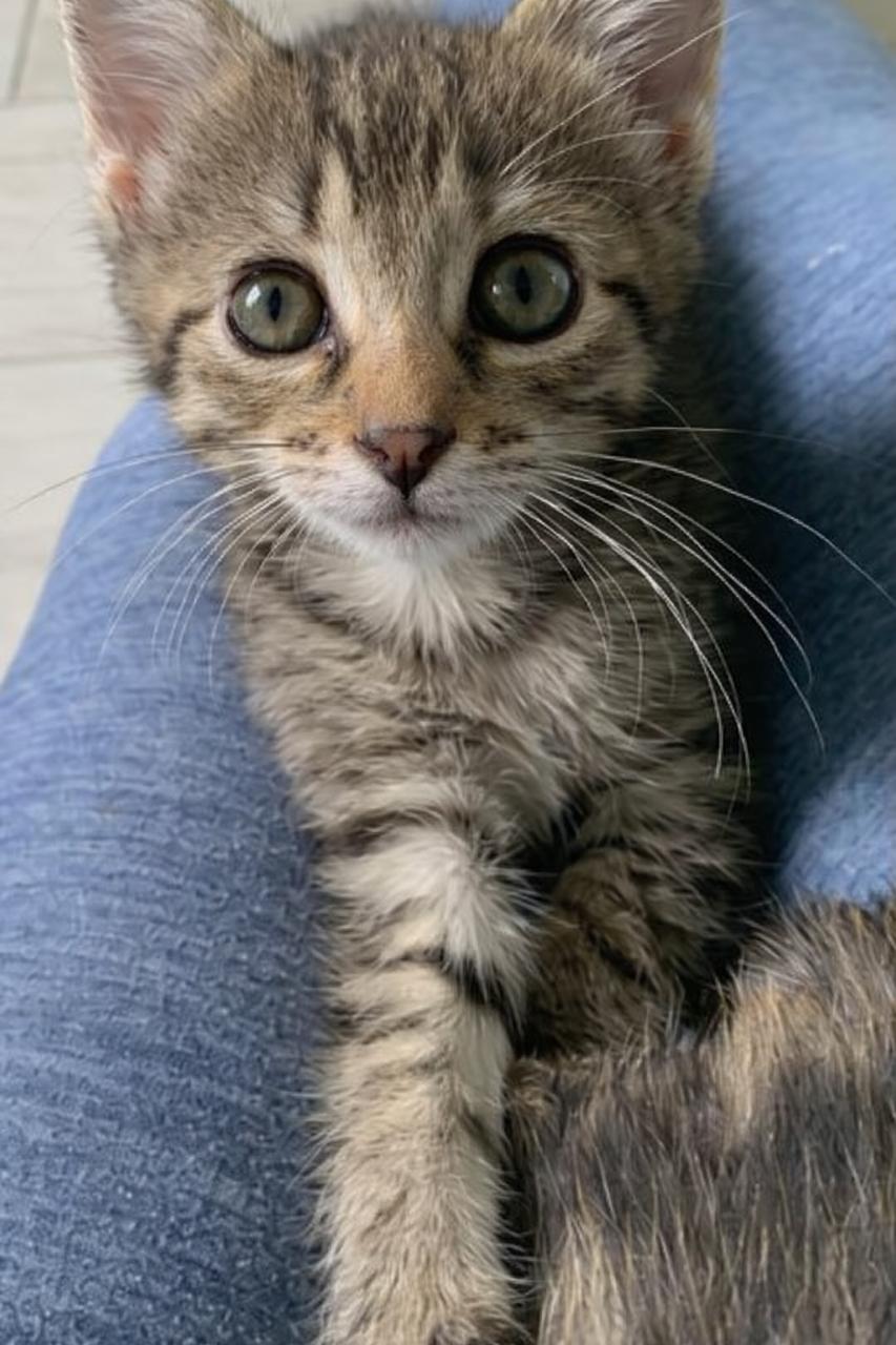 Iris (1167), a Adoptable Tabby in Wesley Chapel, FL image 2/2