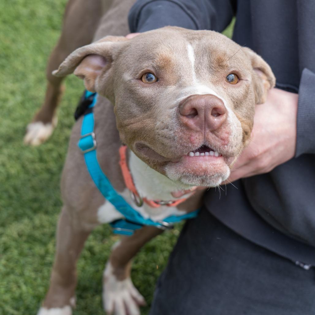 Enlarge Dungaree, a Adoptable Pit Bull Terrier in Baltimore, MD image 1/4