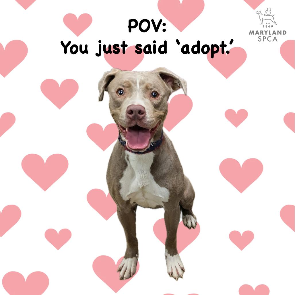 Enlarge Dungaree, a Adoptable Pit Bull Terrier in Baltimore, MD image 2/4