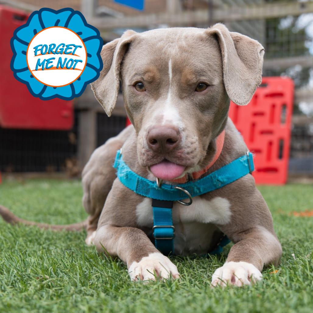 Enlarge Dungaree, a Adoptable Pit Bull Terrier in Baltimore, MD image 3/4