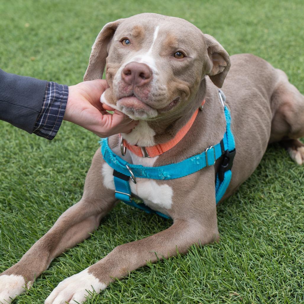 Enlarge Dungaree, a Adoptable Pit Bull Terrier in Baltimore, MD image 4/4