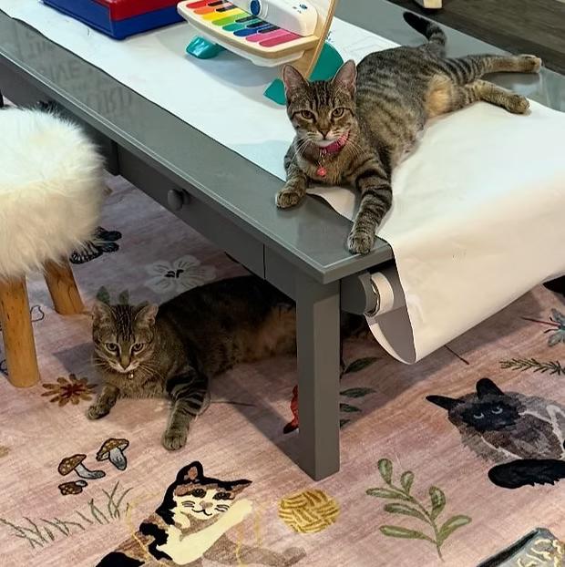 Enlarge Lucy and Ethel, a ADOPTABLE Domestic Short Hair in Anna, TX image 1/1
