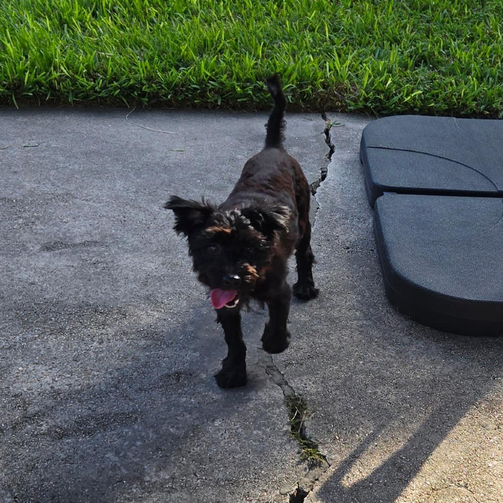 Ash, Adoptable, Young Male Schnauzer & Poodle.