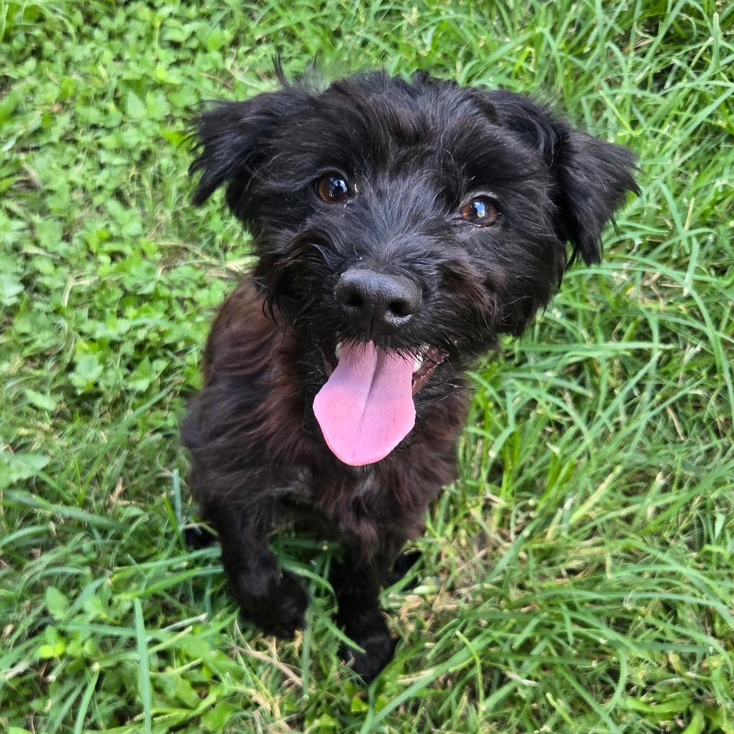 Ash, a Adoptable mixed breed in Katy, TX image 2/4