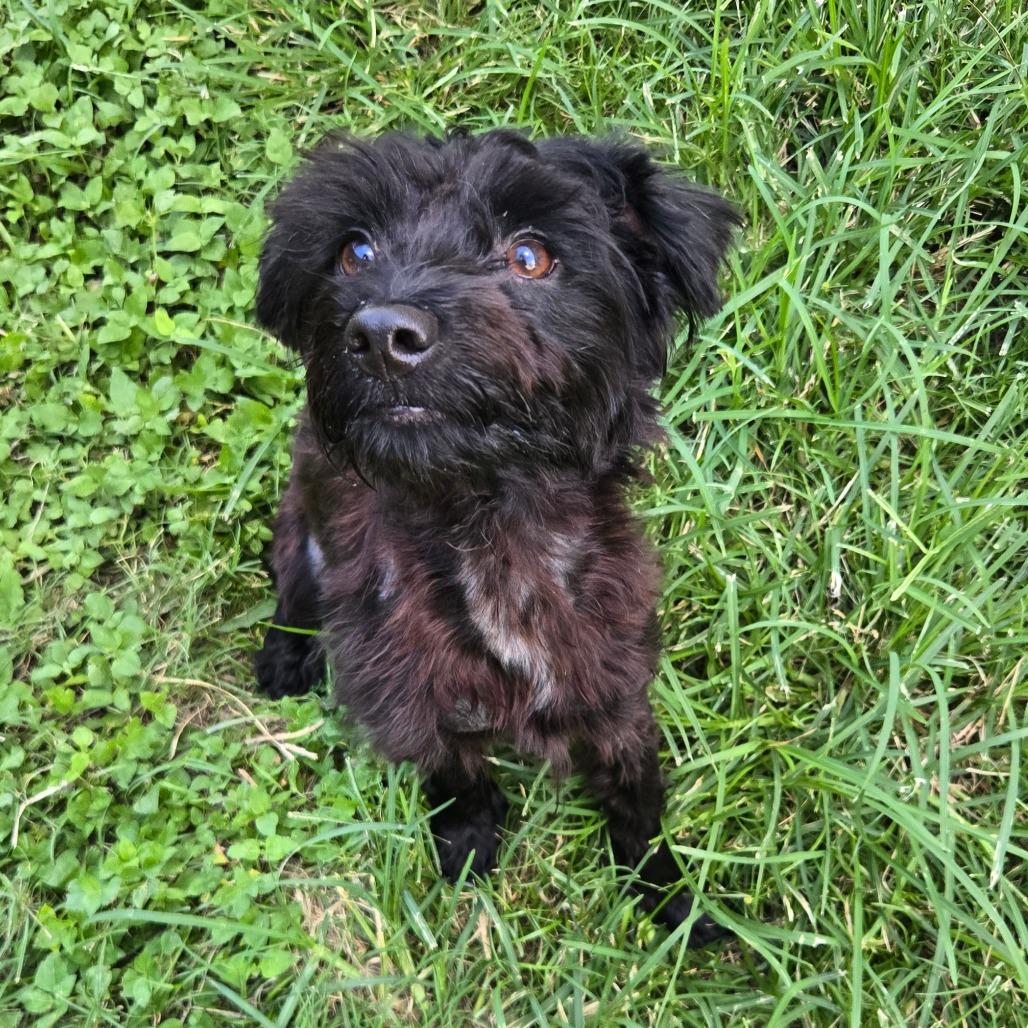 Ash, a Adoptable mixed breed in Katy, TX image 4/4