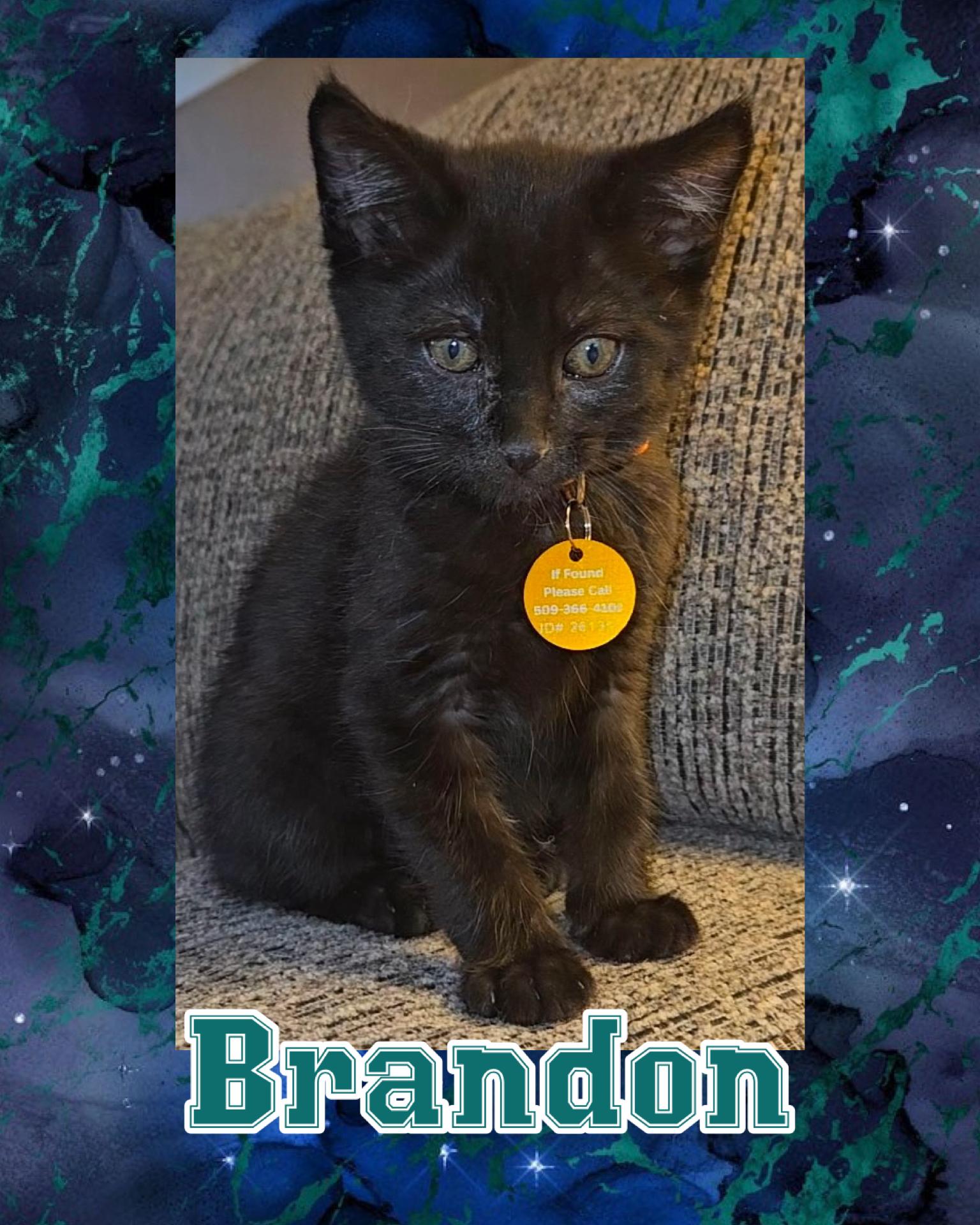 Brandon, a ADOPTABLE Domestic Short Hair in Pasco, WA image 2/2