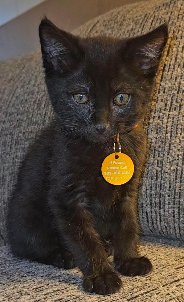 Brandon, ADOPTABLE, Kitten Male Domestic Short Hair.