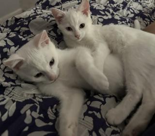 Enlarge Joseph, a Adopted Domestic Short Hair in Longmont, CO image 3/4