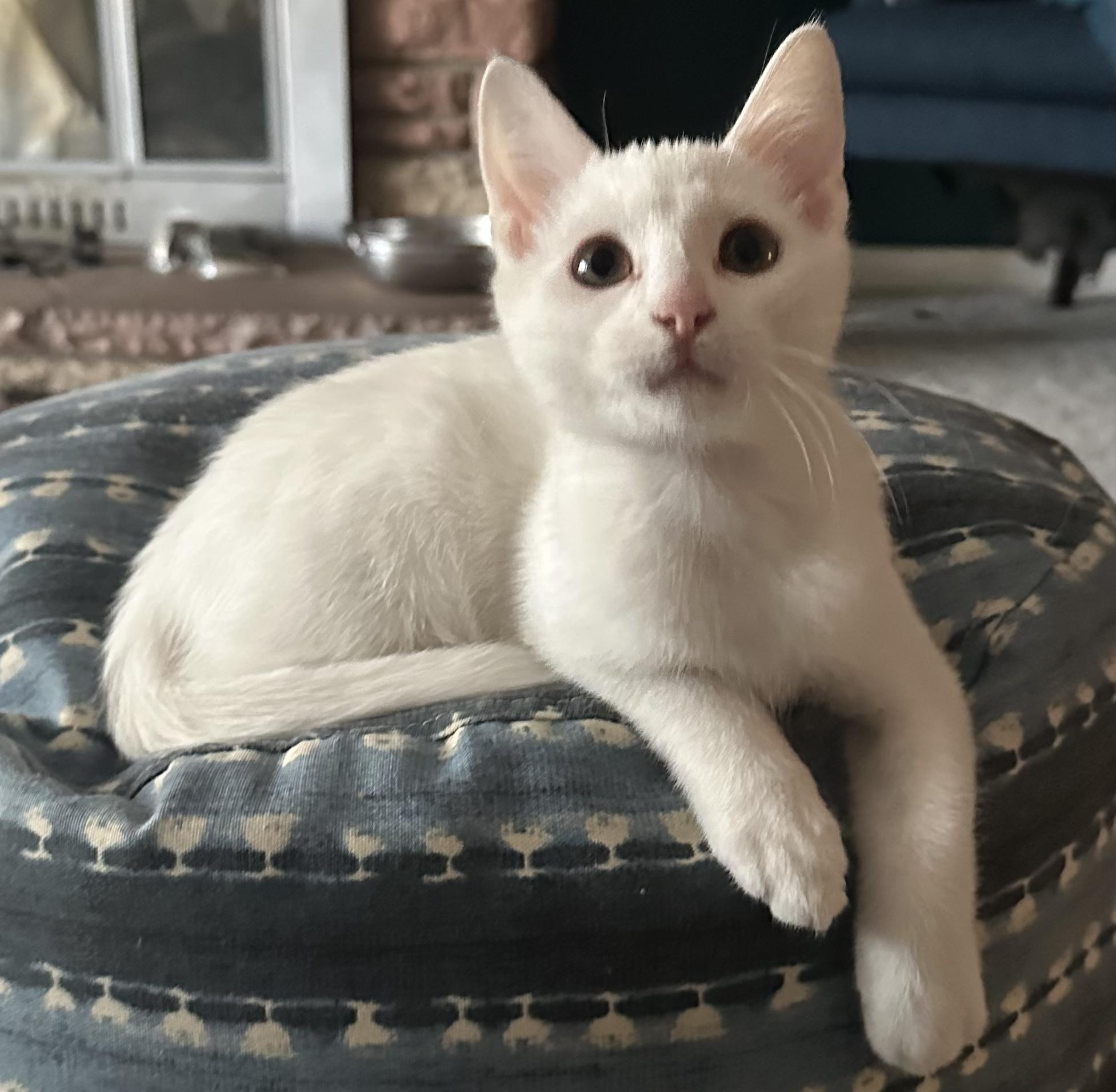 Joseph, Adopted, Young Male Domestic Short Hair.