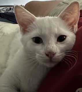 Enlarge Joseph, a Adopted Domestic Short Hair in Longmont, CO image 2/4