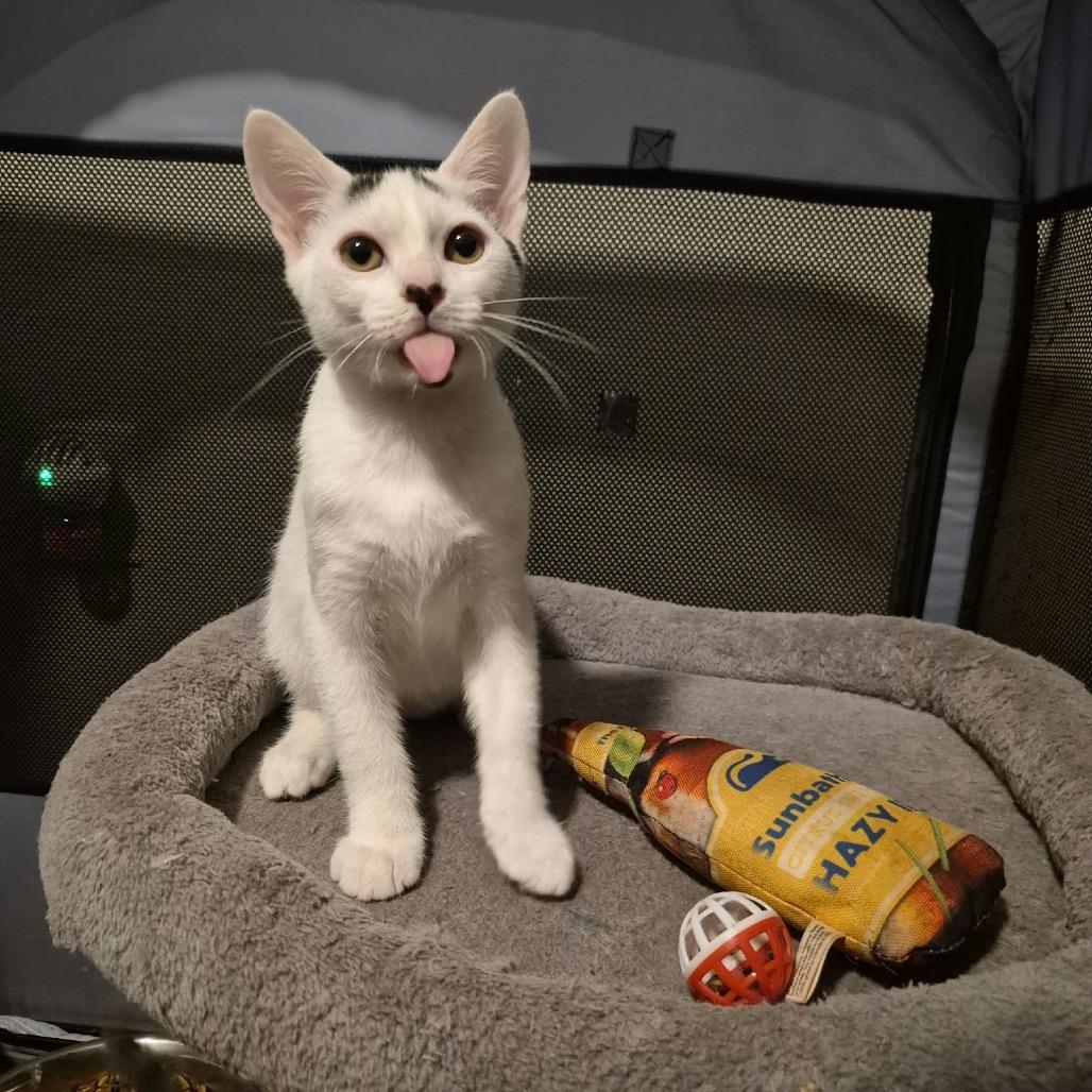 Rice Krispy, Adoptable, Kitten Male Domestic Short Hair.