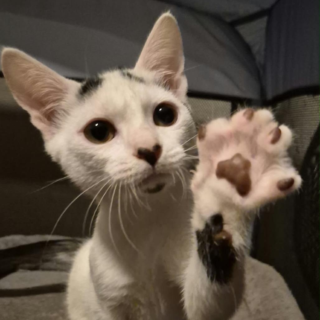 Enlarge Rice Krispy, a Adoptable Domestic Short Hair in Lutz, FL image 2/4