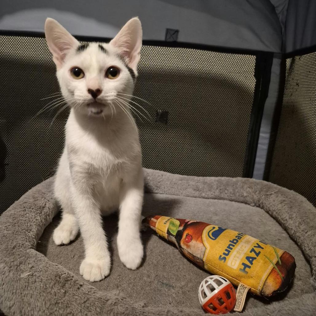 Enlarge Rice Krispy, a Adoptable Domestic Short Hair in Lutz, FL image 3/4
