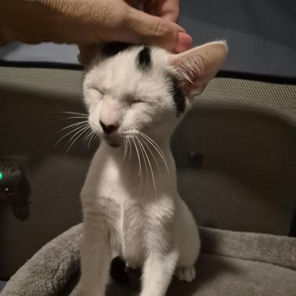 Enlarge Rice Krispy, a Adoptable Domestic Short Hair in Lutz, FL image 4/4