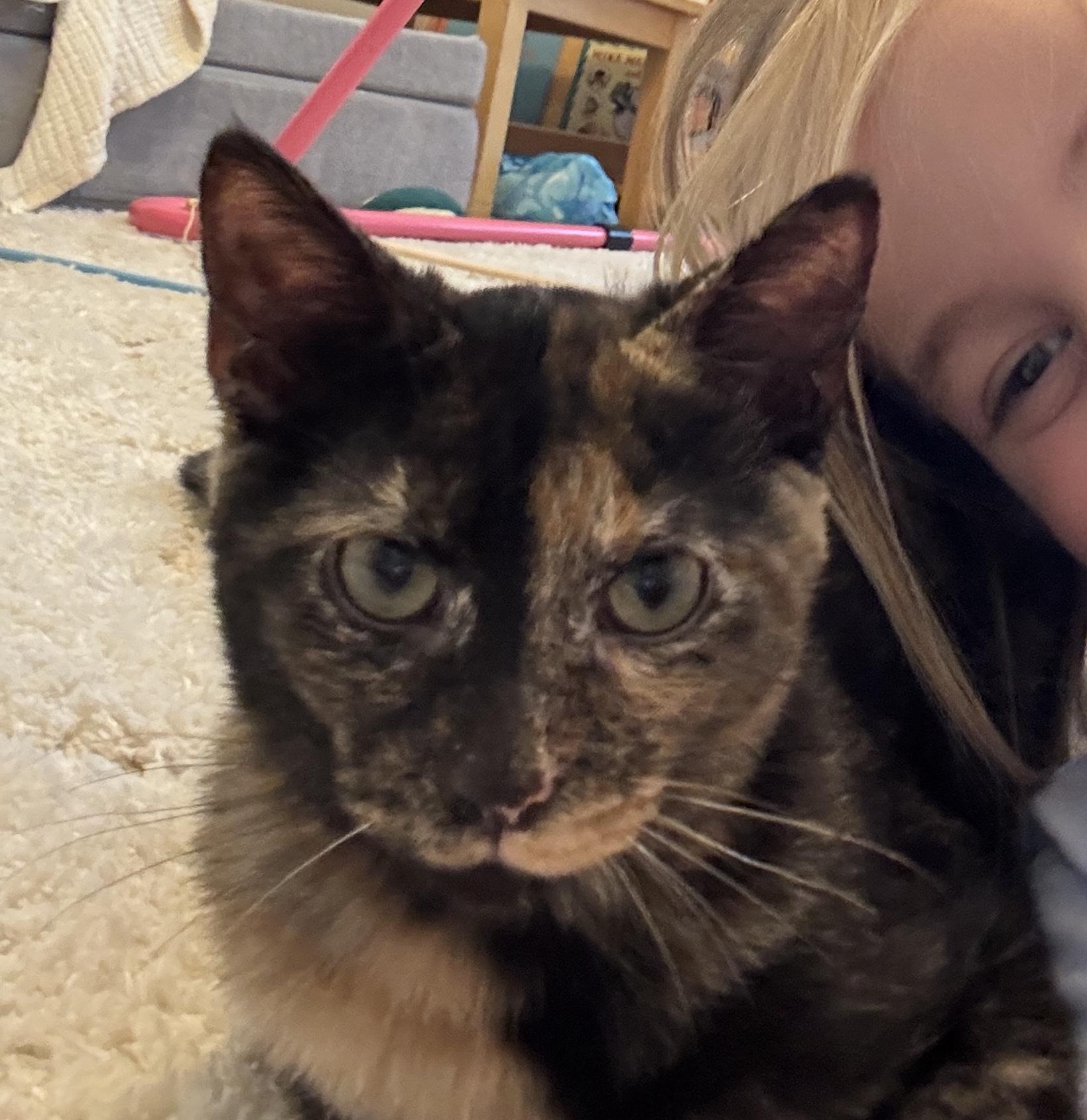 Enlarge Simi, a Adoptable Domestic Short Hair in Montgomery, AL image 3/4