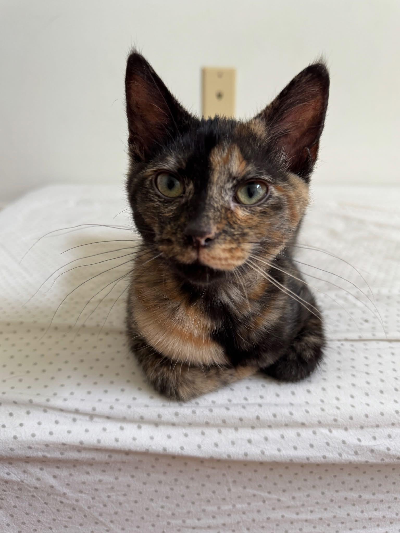 Enlarge Simi, a Adoptable Domestic Short Hair in Montgomery, AL image 1/4