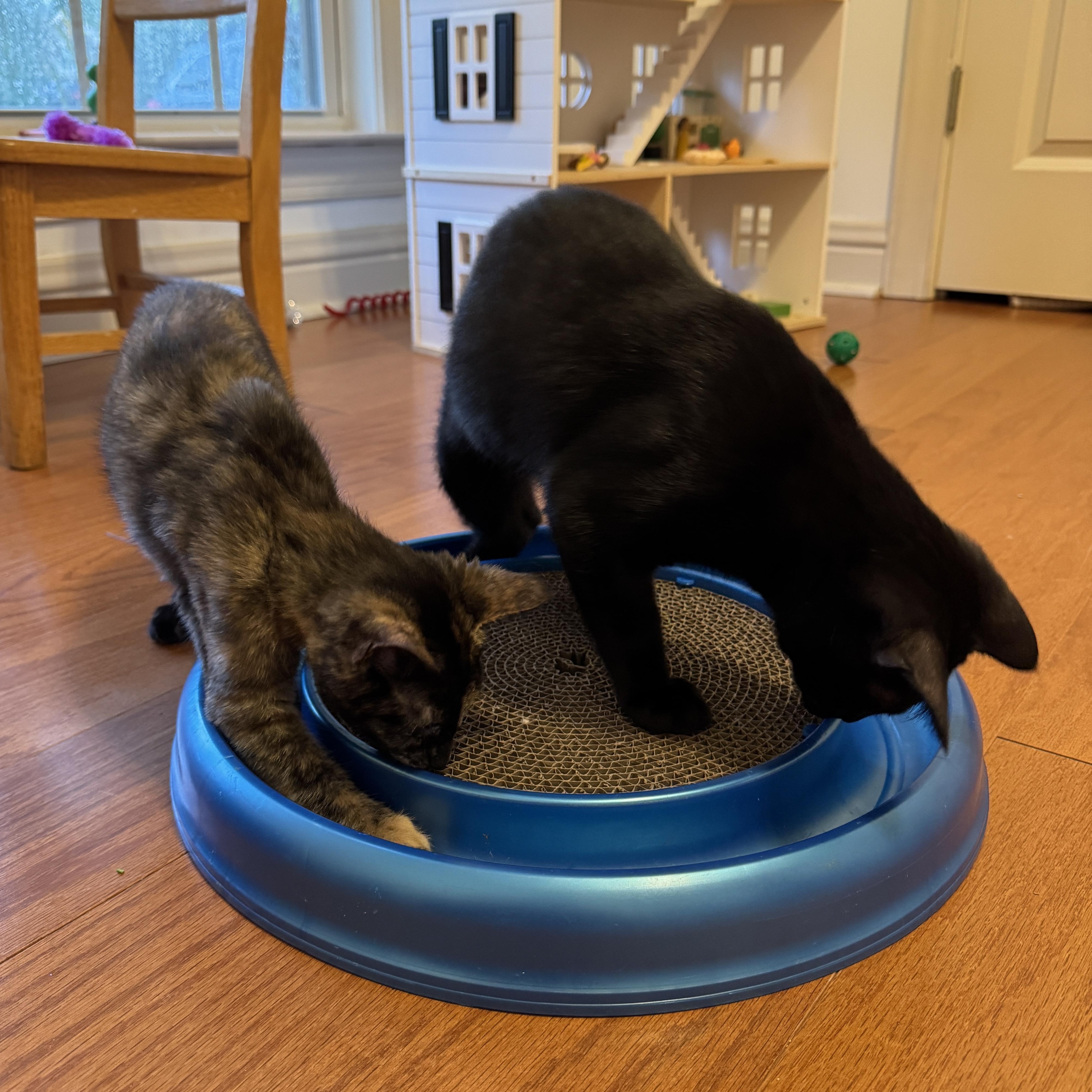 Enlarge Simi, a Adoptable Domestic Short Hair in Montgomery, AL image 4/4