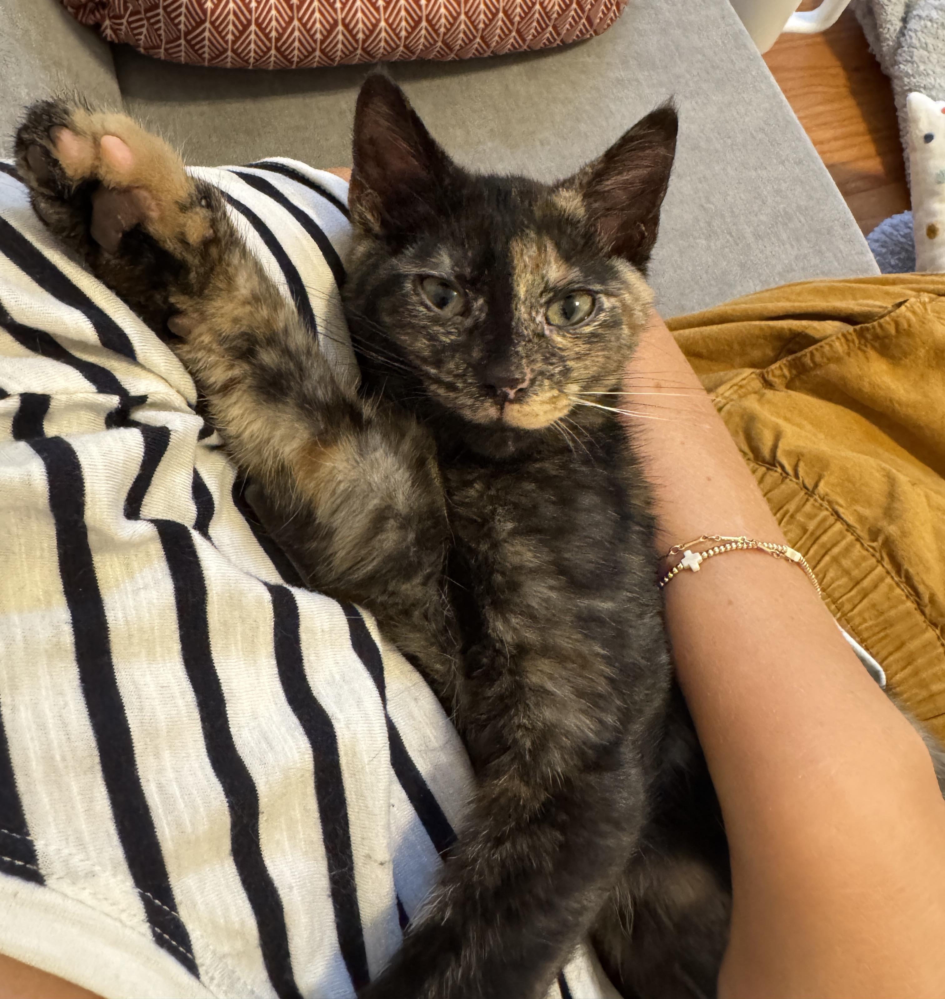 Enlarge Simi, a Adoptable Domestic Short Hair in Montgomery, AL image 2/4