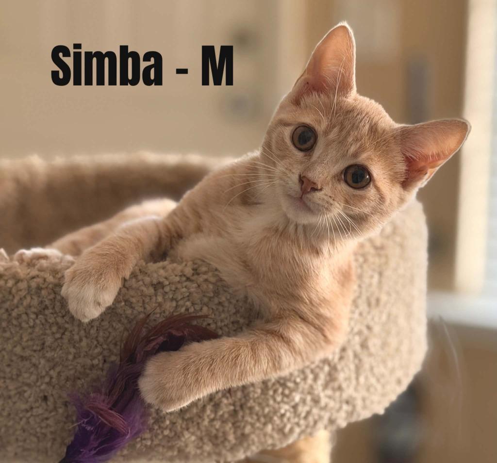 Simba, Adoptable, Kitten Male Domestic Short Hair.