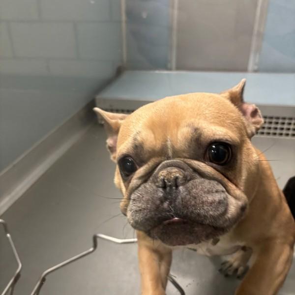 Enlarge Coco, a Adoptable mixed breed in Des Moines, IA image 1/1