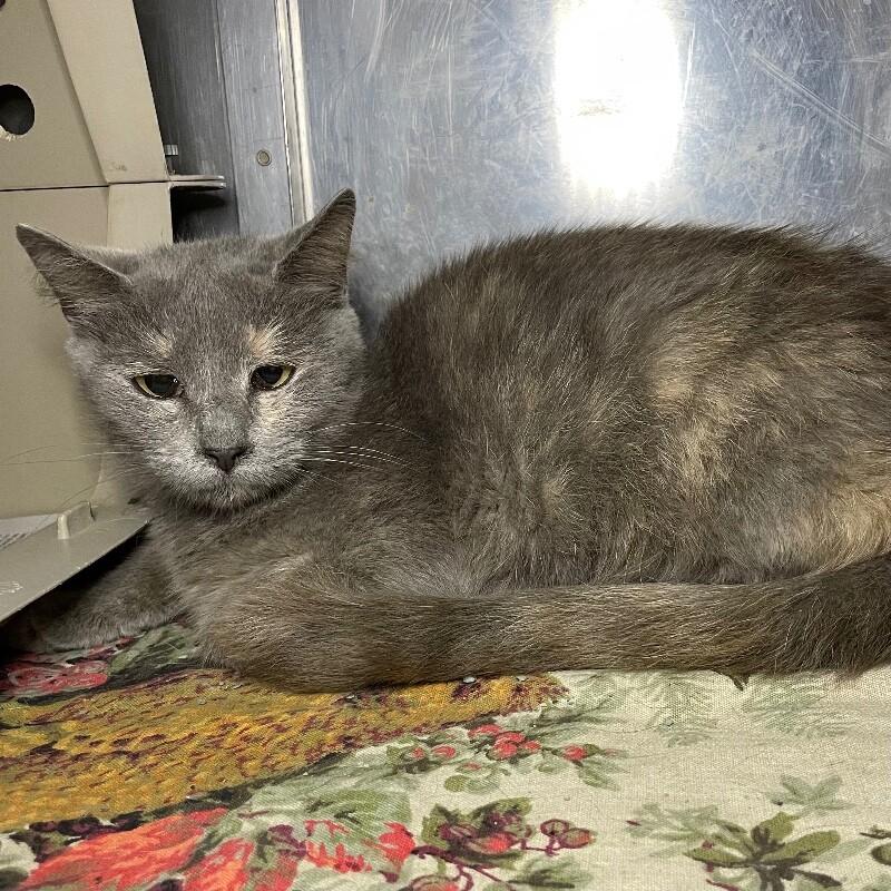 Isabelle, Adoptable, Adult Female Domestic Short Hair.