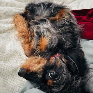 Enlarge Nutmeg, a Adopted Mixed Breed in Nashville, TN image 1/3