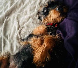 Enlarge Nutmeg, a Adopted Mixed Breed in Nashville, TN image 3/3