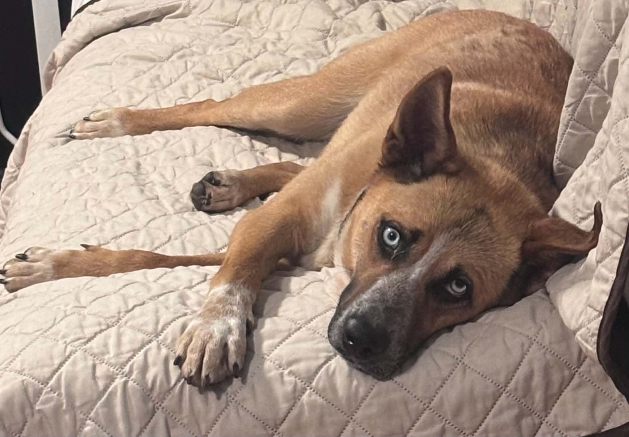 Enlarge Thor, a ADOPTABLE Mixed Breed in Pelham, NH image 6/6