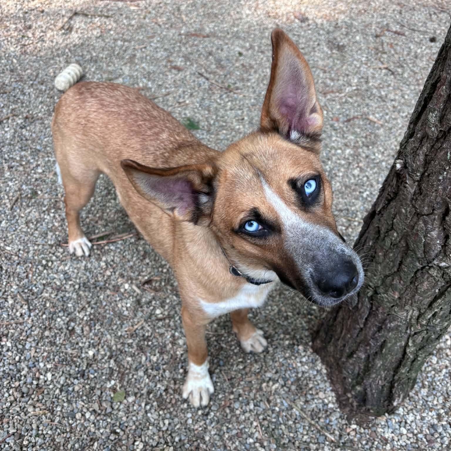 Thor, ADOPTABLE, Adult Male Mixed Breed.